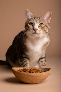 Best Nutrition for Kittens: Why Diamond Natural Kitten Chicken & Rice Formula Is Ideal