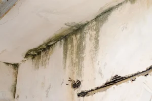 How to Identify Water Damage Behind Drywall Before It Spreads